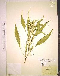 Amaranthus australis image