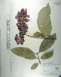 Lagerstroemia speciosa image