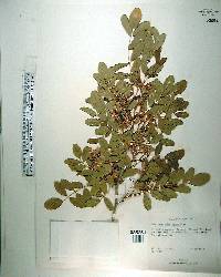 Harpalyce arborescens image