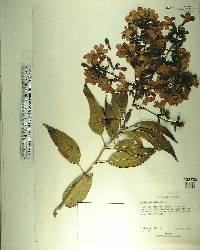 Cordia gerascanthus image