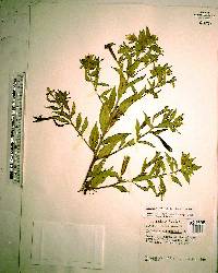 Ludwigia octovalvis image