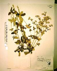 Eriogonum tomentosum image