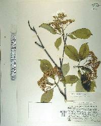 Cornus alternifolia image