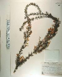 Acacia verticillata image