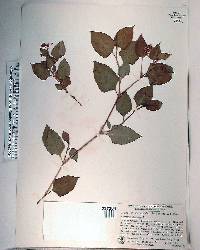 Polygonum chinense image