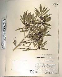 Myoporum acuminatum image