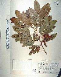 Inga affinis image
