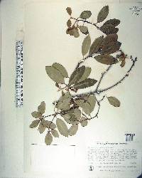 Pittosporum colensoi image