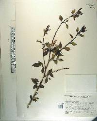 Jasminum floridum image