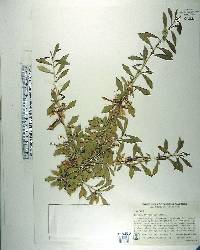 Turraea obtusifolia image