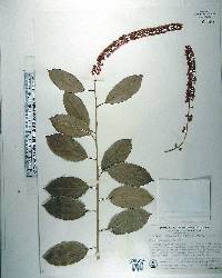 Itea yunnanensis image