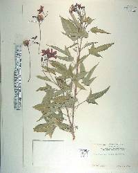 Jatropha integerrima image