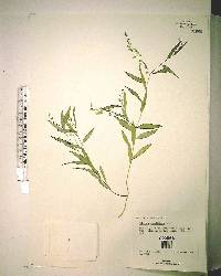 Asemeia grandiflora image