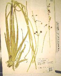 Sagittaria lancifolia image