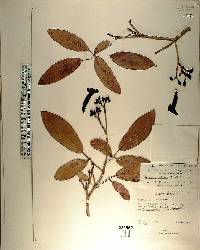 Tabebuia heterophylla image