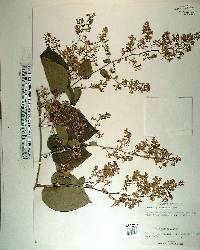 Porana paniculata image