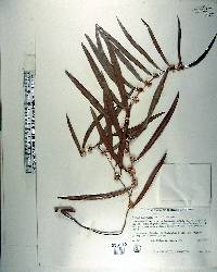 Agonis flexuosa image