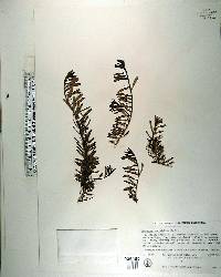 Myoporum parvifolium image