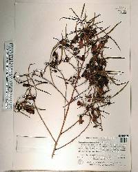 Eremophila bignoniiflora image