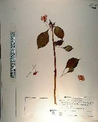 Impatiens oliveri image