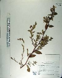 Sollya heterophylla image