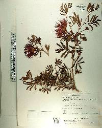 Calliandra tweedii image