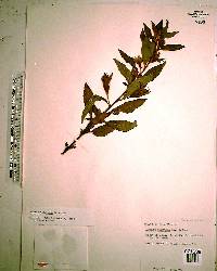 Ludwigia peruviana image