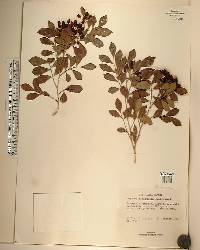 Murraya paniculata image