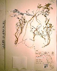 Crotalaria rotundifolia image
