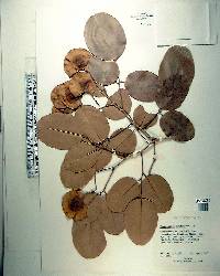 Pterocarpus santalinus image