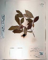 Eugenia luschnathiana image