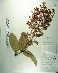 Lagerstroemia floribunda var. cuspidata image