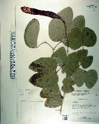 Bauhinia variegata image