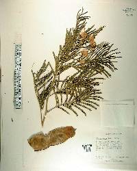 Albizia amara image