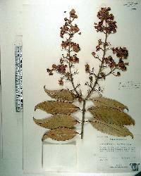 Lagerstroemia floribunda var. cuspidata image