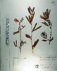 Calliandra surinamensis image