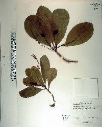 Terminalia muelleri image