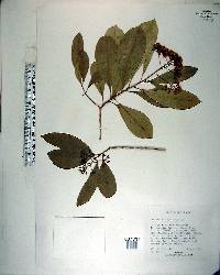 Pittosporum viridiflorum image