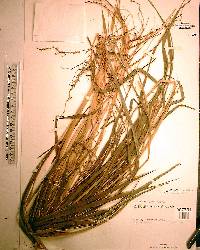 Rottboellia cochinchinensis image