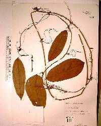 Smilax laurifolia image