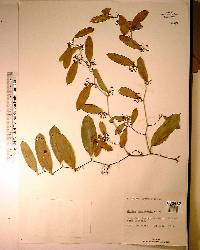 Smilax auriculata image