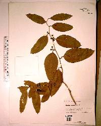 Smilax laurifolia image