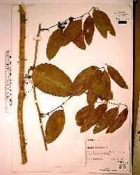 Smilax laurifolia image