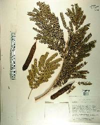 Albizia niopoides image