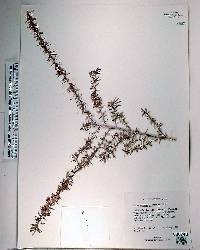 Leptospermum scoparium image