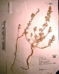 Atriplex pentandra image