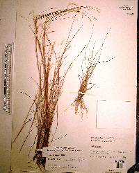 Schizachyrium gracile image