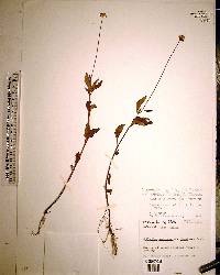 Acmella oppositifolia image