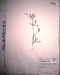 Vicia acutifolia image