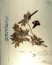 Tabebuia heterophylla image